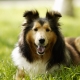 Le razze canine più sane: una panoramica e consigli per la scelta