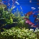 Freshwater aquarium and its inhabitants