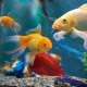 Ikan berwarna-warni: jenis dan petua untuk memelihara