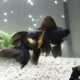Variété de poissons d'aquarium noirs