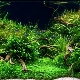 Odrůdy živých rostlin pro akvárium a jejich pěstování