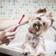 Empfehlungen für die Auswahl von Zahnpasta für Hunde