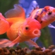 Oranda hal: jellemzők, típusok és tartalom