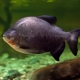 Fish pacu: descripción de variedades, cuidado y reproducción.