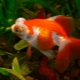 Telescope fish: mga uri at mga tip sa pangangalaga