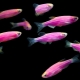 Zebrafish: šķirnes, selekcija, kopšana, pavairošana