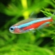 Neonske ribe: sorte, odabir, njega i reprodukcija