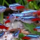 S kim se neonske ribice slažu u akvariju?