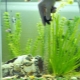 Сифони за аквариум: избор на прахосмукачка за почистване на почвата