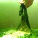 Alge albastre-verzi într-un acvariu: cauze și modalități de combatere