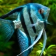 Angelfish: varieties, care and reproduction