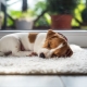 Cik ilgi suņi guļ dienā un kas to ietekmē?