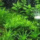 CO2 pro akvárium: popis, odrůdy, výběr a výroba