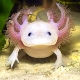 Chov axolotla doma