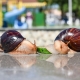 Maintenance and care of Achatina snails at home