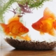 Keeping and caring for goldfish