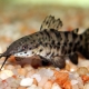 Catfish tarakatum: mô tả, nội dung, sinh sản và khả năng tương thích