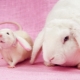 Compatibilidad de conejo (gato) y rata en el calendario oriental