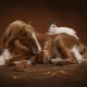 Compatibilité cheval et lapin (chat)