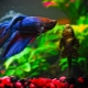The compatibility of the betta with other fish