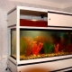 Akvariumo lentynos: pasirinkimas ir kūrimas