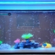 شريط Aquarium LED: نصائح للاختيار والتنسيب