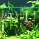 Aquarium thermometers: what are they and how to choose?