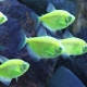Karamel berduri: memelihara dan menjaga ikan akuarium