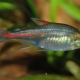Tetra: описание, видове и поддръжка на аквариумни риби