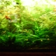 Műtrágyák akváriumi növényekhez: típusok és alkalmazások