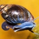 Fiza snail: description and content