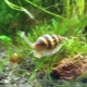 Helena snail: mga benepisyo, pinsala at rekomendasyon para sa pagpapanatili