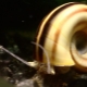 Escargot Mariza: caractéristiques de garde et d'élevage