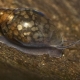 Escargots Theodoxus: description, règles de garde et d'élevage