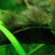 Žabka v akváriu: čo to je a ako sa ho zbaviť?