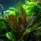 Druhy akvarijních rostlin