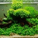Everything for the aquarium: from equipment to decor
