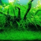 Javanmoos in einem Aquarium: Wie wächst und repariert man?