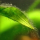 Algas verdes en un acuario: causas de aparición, métodos de control y prevención.
