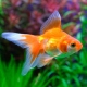 Goldfish: varieties, selection, care and breeding