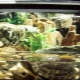 Cum să amenajezi un acvariu cu broaște țestoase?