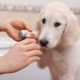 Kaip kirpti šuns nagus namuose?