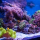 Morski akvariji: izbor riba i opreme, pravila lansiranja
