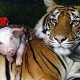 Compatibiliteit met varkens en tijgers