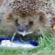 Što ježevi jedu i kako ih hraniti?