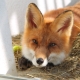 Domestic fox: how many years does it live, how to feed it and how to keep it?