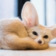 Fennec lisice - sve o neobičnim domaćim lisicama