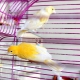 How to distinguish a canary from a canary?