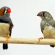 Làm thế nào để phân biệt một con chim sẻ đực với một con cái?