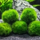 Cladophora globulară: păstrare în acvariu și reproducere